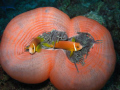 clownfish, mving around in there anamone 